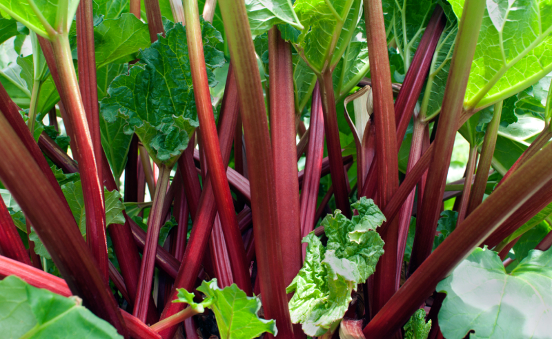 Poisonous-foods-Rhubarb-leaves