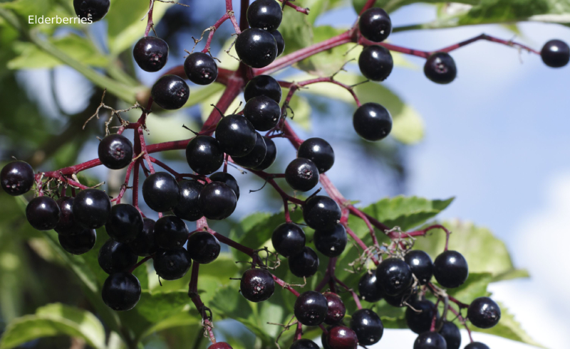 Poisonous-foods-Elderberries