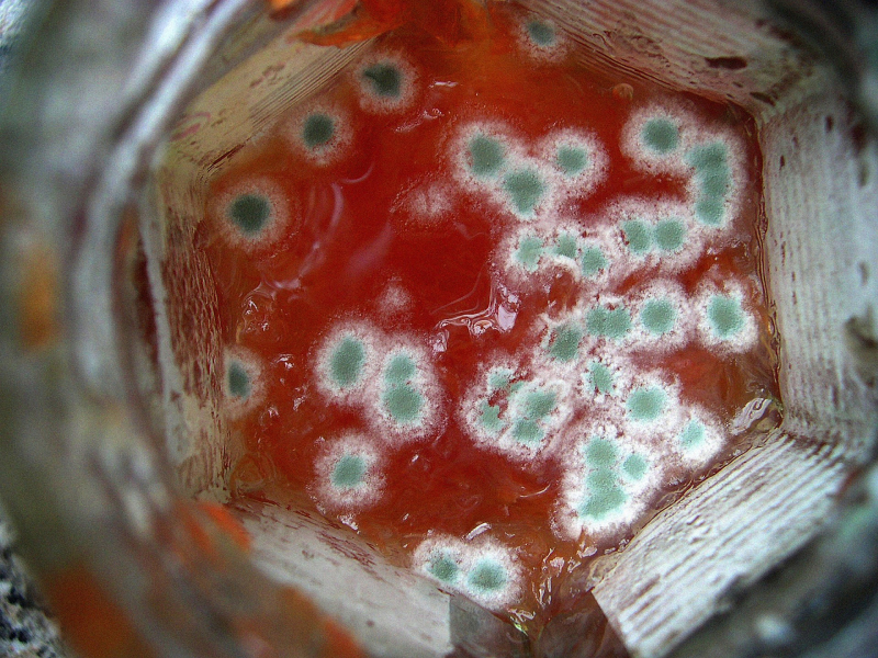 Poisonous-Foods