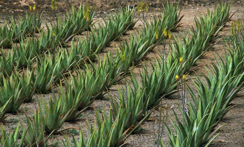 Aloe-vera