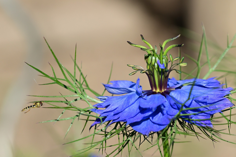 Nigella-sativa