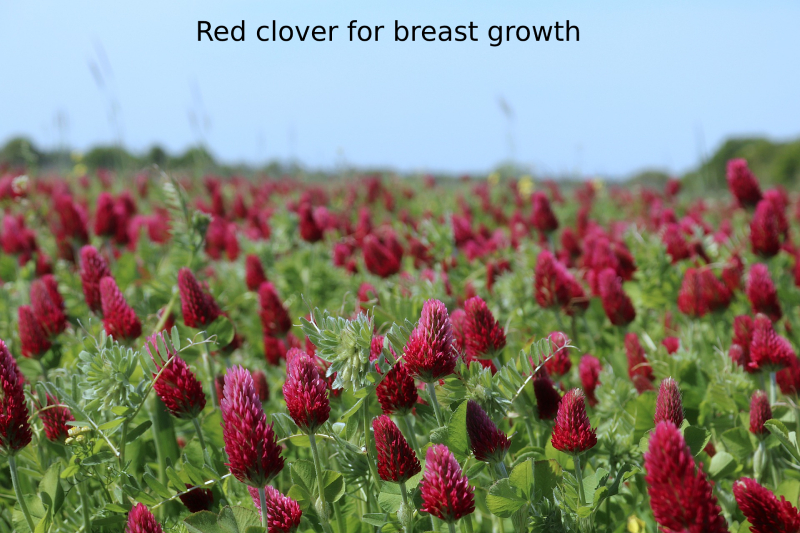 Red clover for breast growth