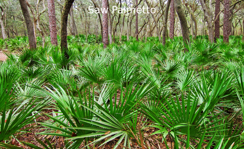 Saw Palmetto for breast enlargement