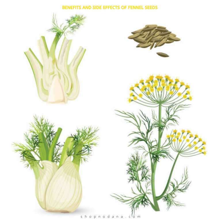 Benefits of Fennel Seeds Side Effects Shopno Dana