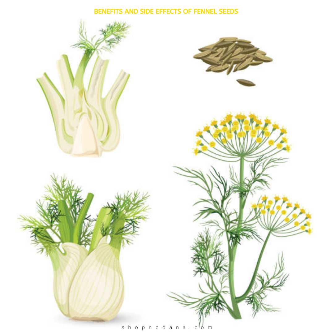 Benefits And Side effects of Fennel seeds 