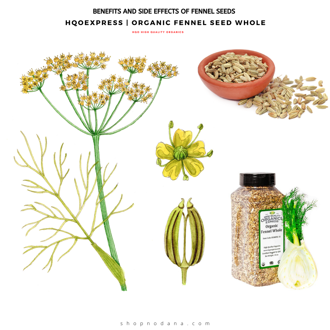 Benefits And Side effects - HQO HIGH QUALITY ORGANICSof Fennel seeds -