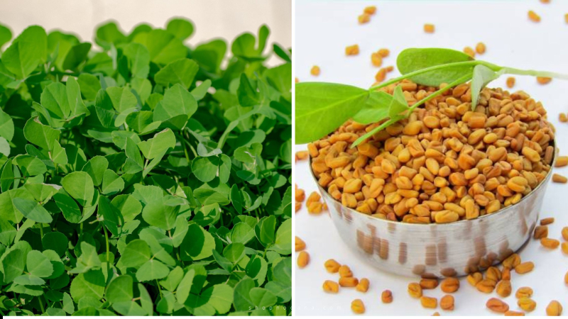 Fenugreek for breast enlargement 