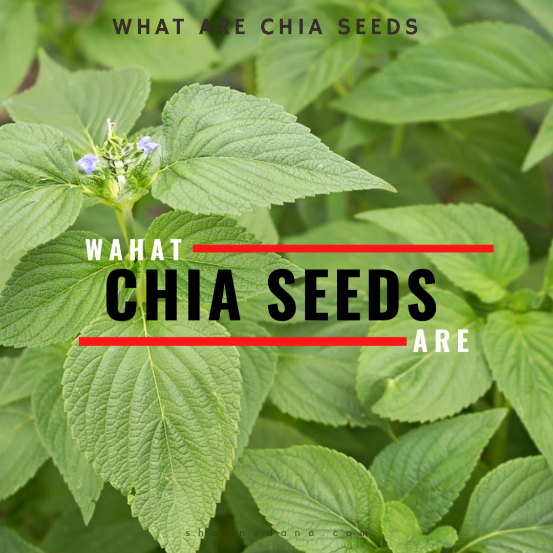 What are chia seeds