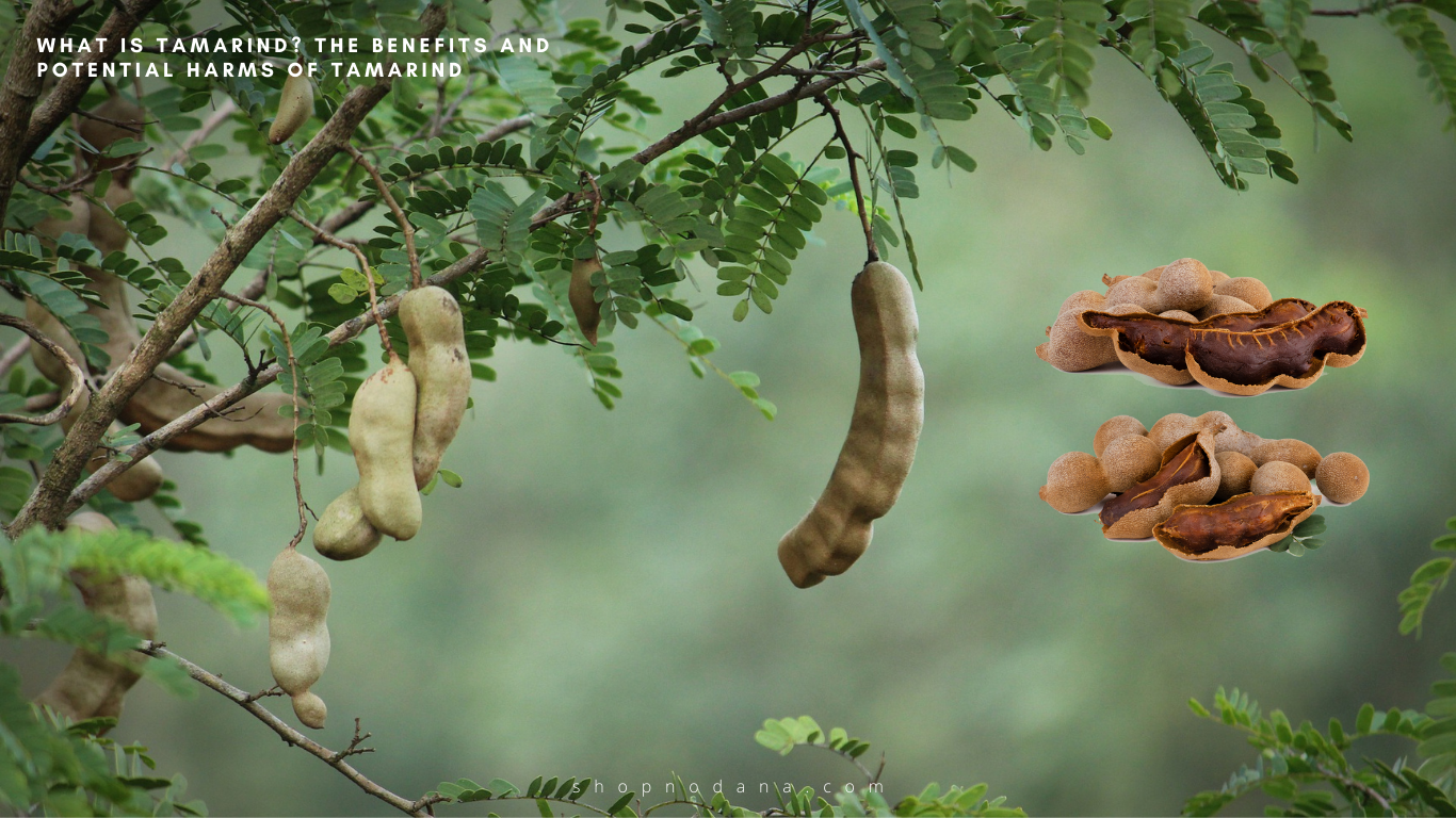 What is Tamarind?
