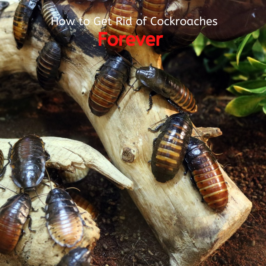 How to Get Rid of Cockroaches 