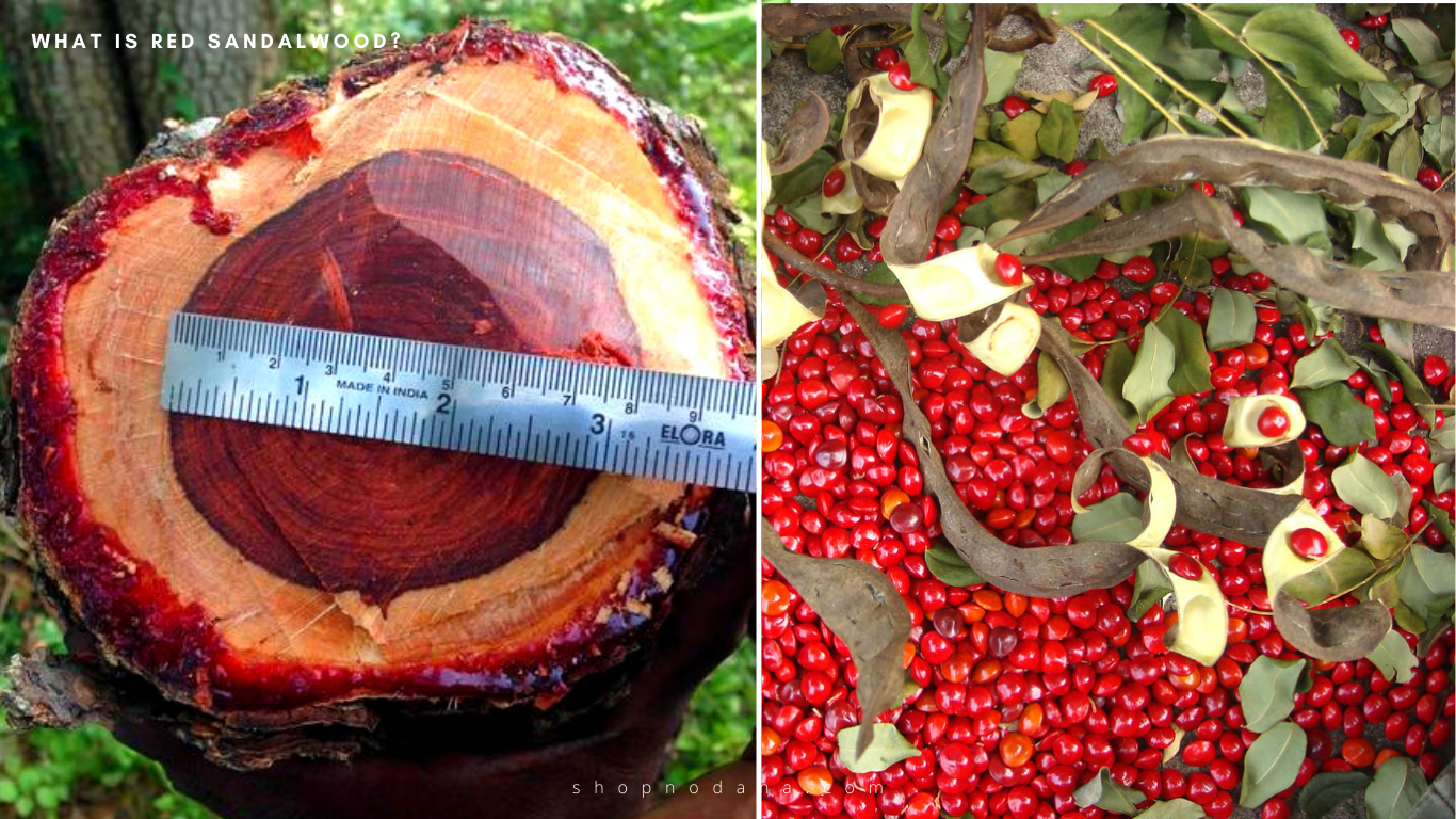 Red sandalwood