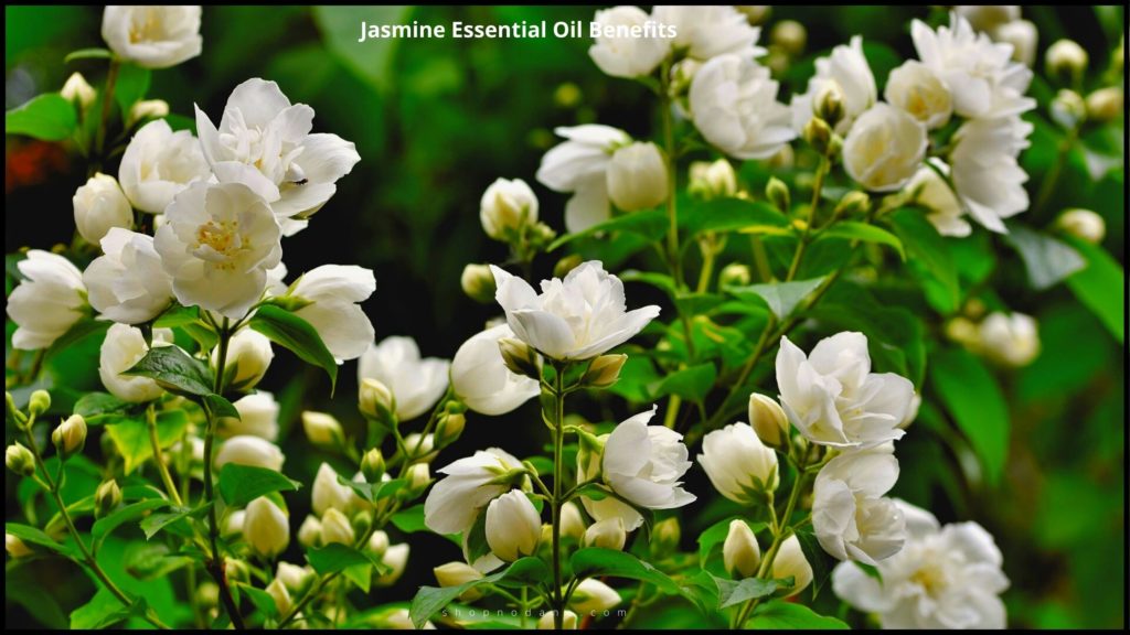 Jasmine Essential Oil Benefits for Skin and Hair and How to Use It