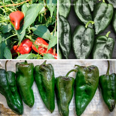 What-is-a-Poblano-Pepper-and-How-Hot-is-it